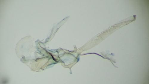 Phyllonorycter salicicolella